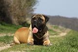 BULLMASTIFF 436